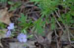 Fuzzy phacelia